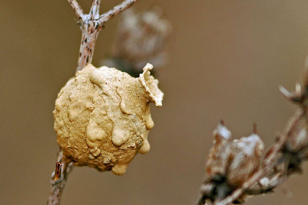 Nest einer Töpferwespe (Eumenes sp.), (c) Herbert Stern/NABU-naturgucker.de