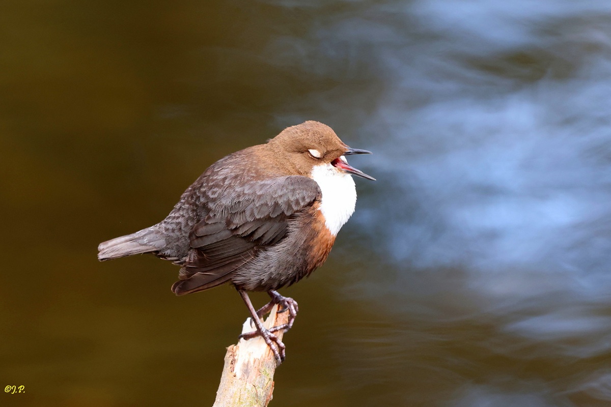 Wasseramsel blinzelt und singt, (c) Jürgen Podgorski/NABU-naturgucker.de