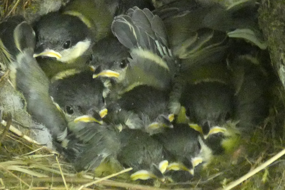 Kohlmeisen im Nest, (c) Michael Kunde/NABU-naturgucker.de