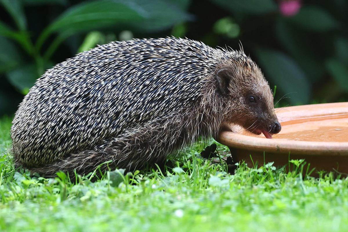 Igel in einem Garten, (c) Ulrich Köller/NABU-naturgucker.de