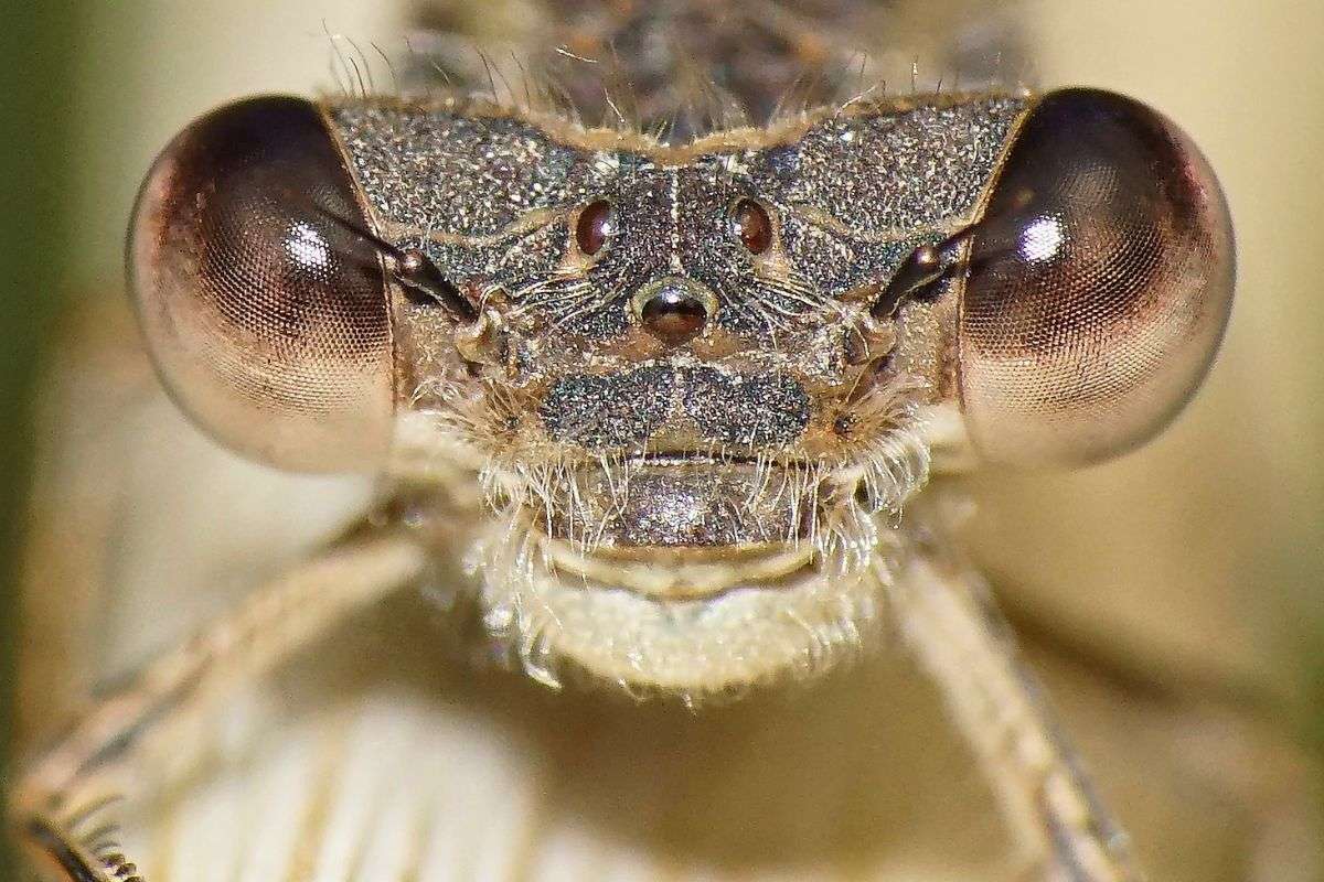 Gemeine Winterlibelle (Sympecma fusca), (c) Thorsten u.Wolfgang Klumb/NABU-naturgucker.de