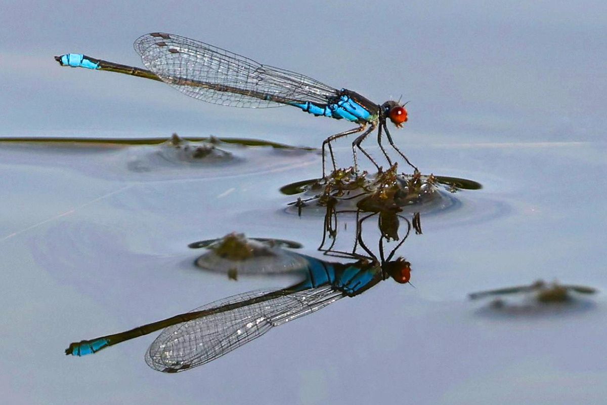 Kleines Granatauge (Erythromma viridulum), (c) Ulrich Köller/NABU-naturgucker.de