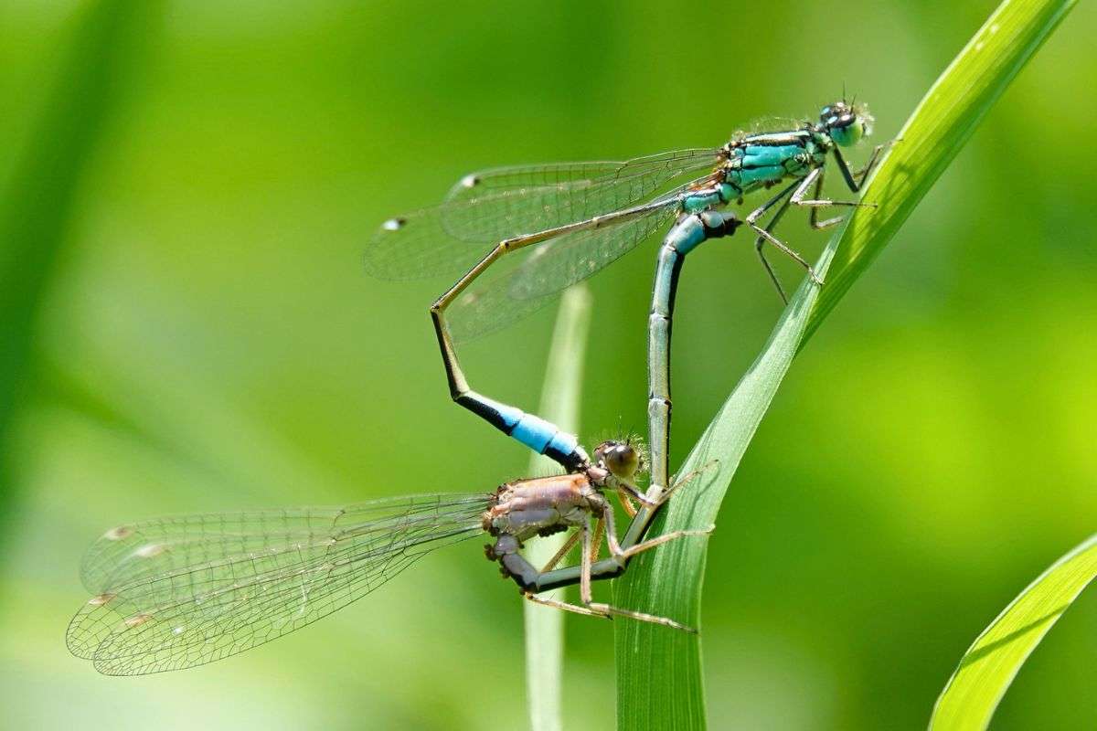 Große Pechlibelle (Ischnura elegans) – Paarungsrad, (c) Jens Winter/NABU-naturgucker.de