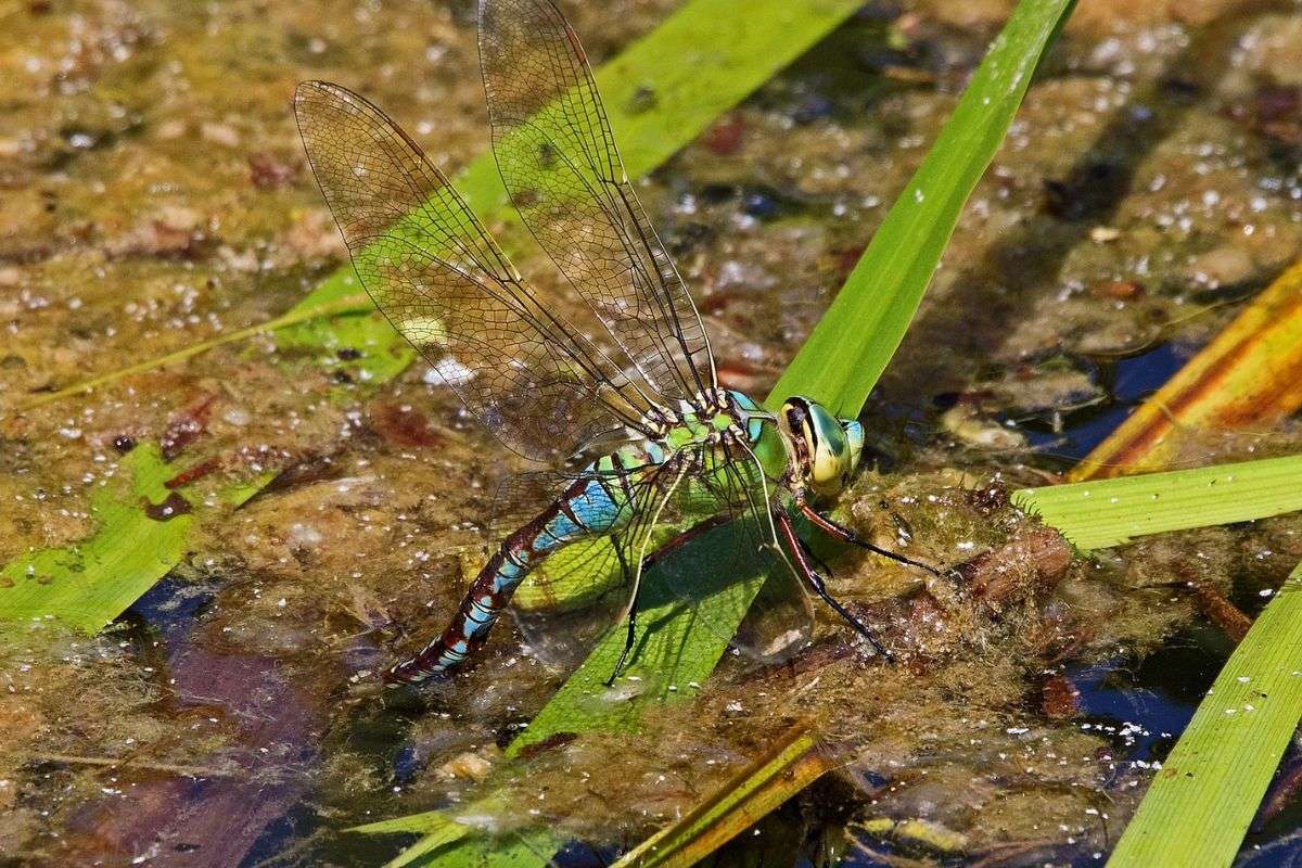 Weibliche Große Königslibelle (Anax imperator) bei der Eiablage, (c) Roland Tichai/NABU-naturgucker.de