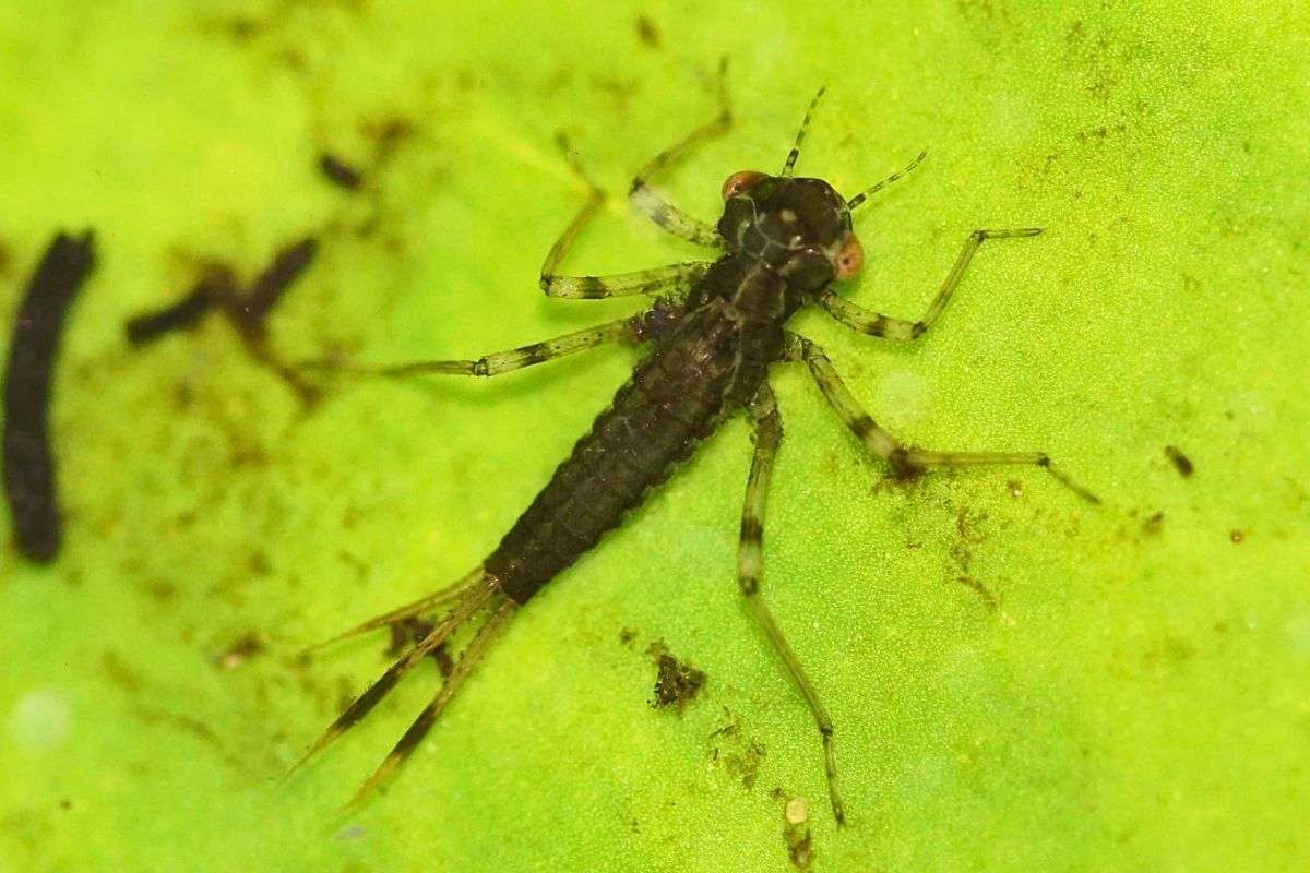 Larve einer Kleinlibelle (Zygoptera sp.), (c) Gaby Schulemann-Maier/NABU-naturgucker.de