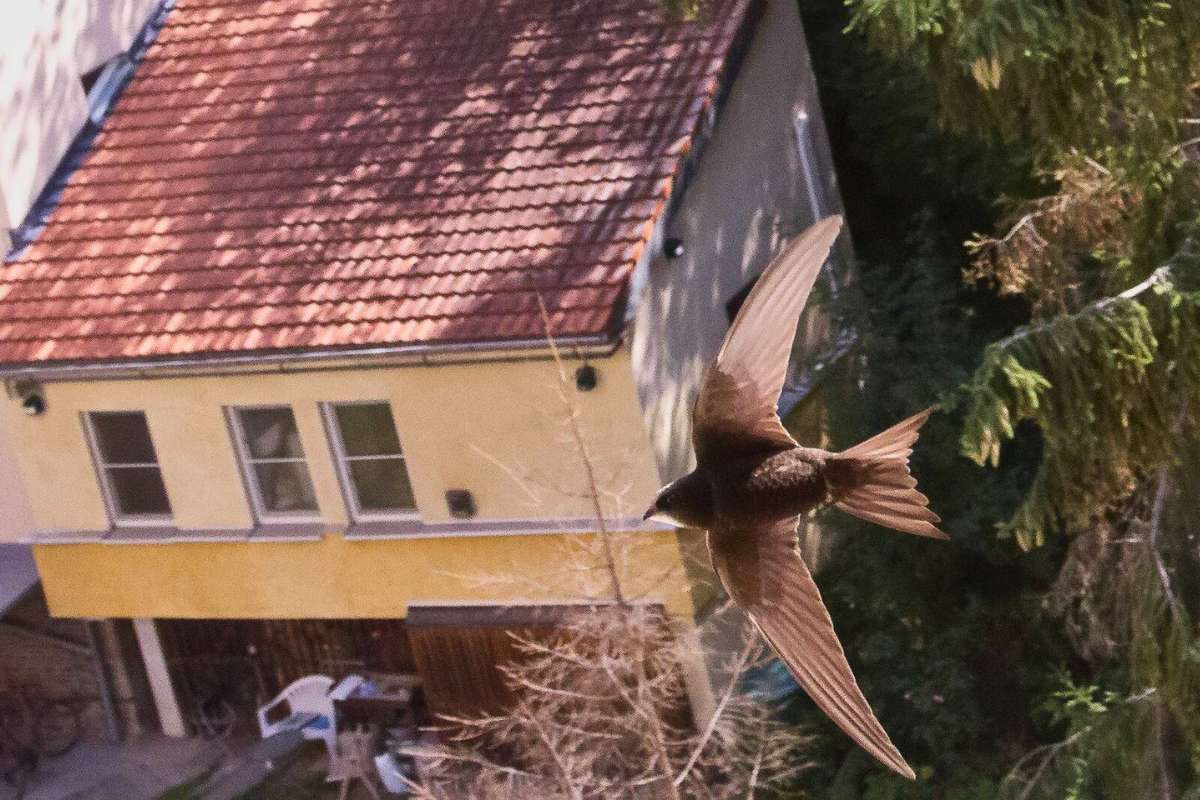 Mauersegler (Apus apus), (c) Jan Fuchs/NABU-naturgucker.de