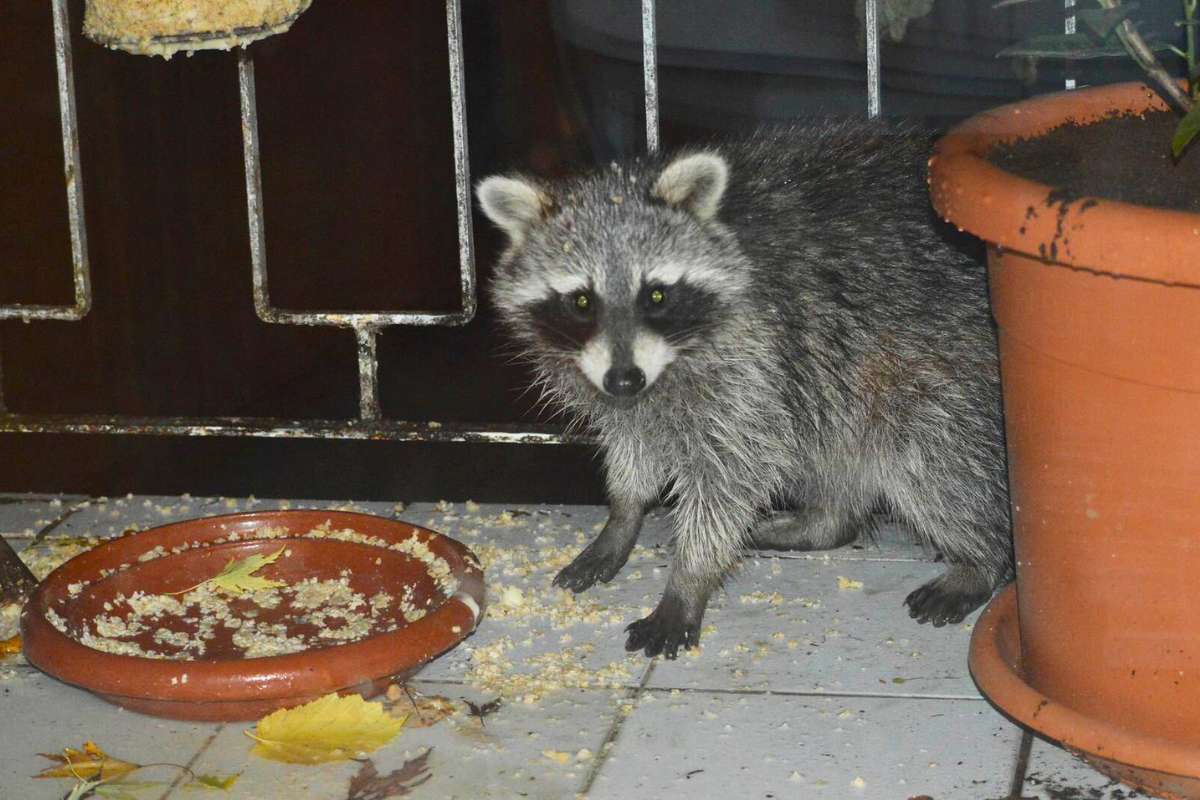 Waschbär (Procyon lotor) frisst auf einem Balkon Vogelfutter, (c) Karin Heilig/NABU-naturgucker.de