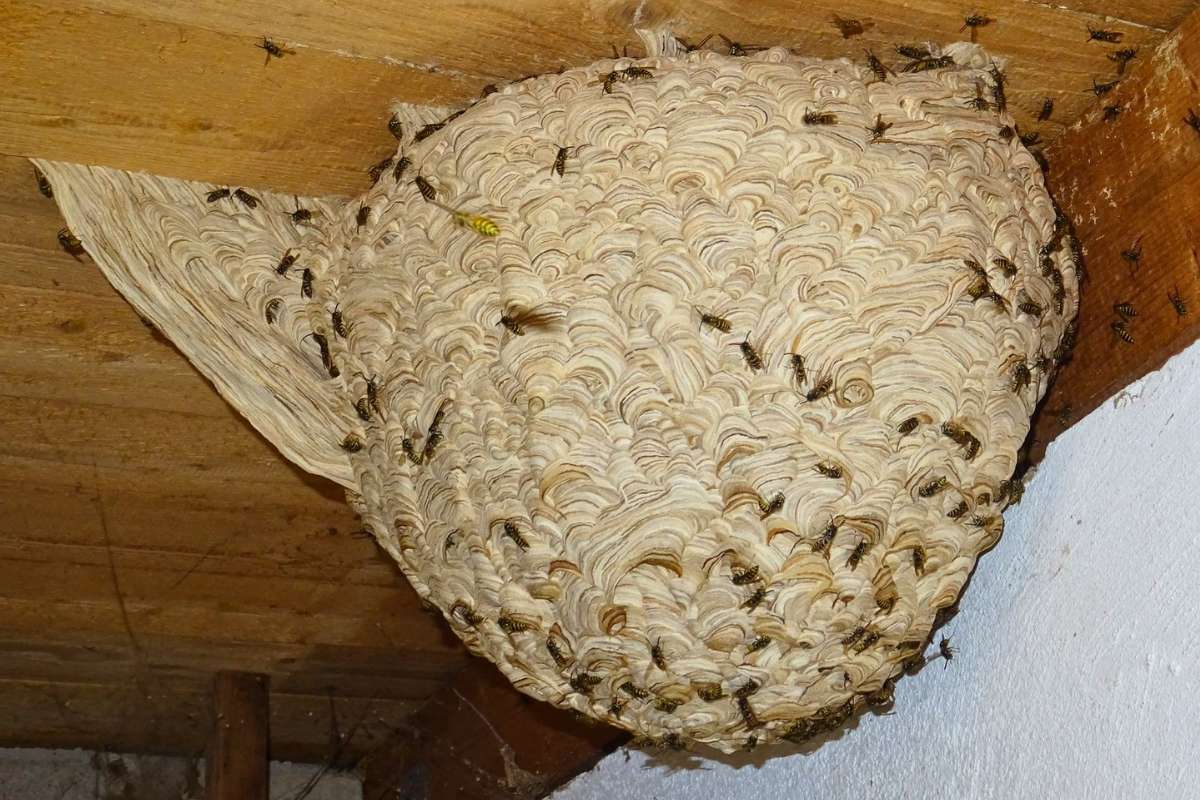 Nest der Gemeinen Wespe (Vespula vulgaris), (c) Hans Prün/NABU-naturgucker.de