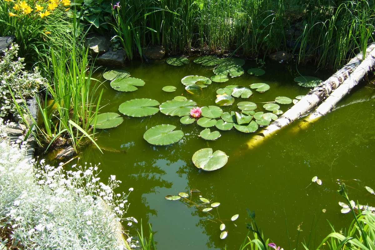 Gartenteich (c) Stemya/Pixabay