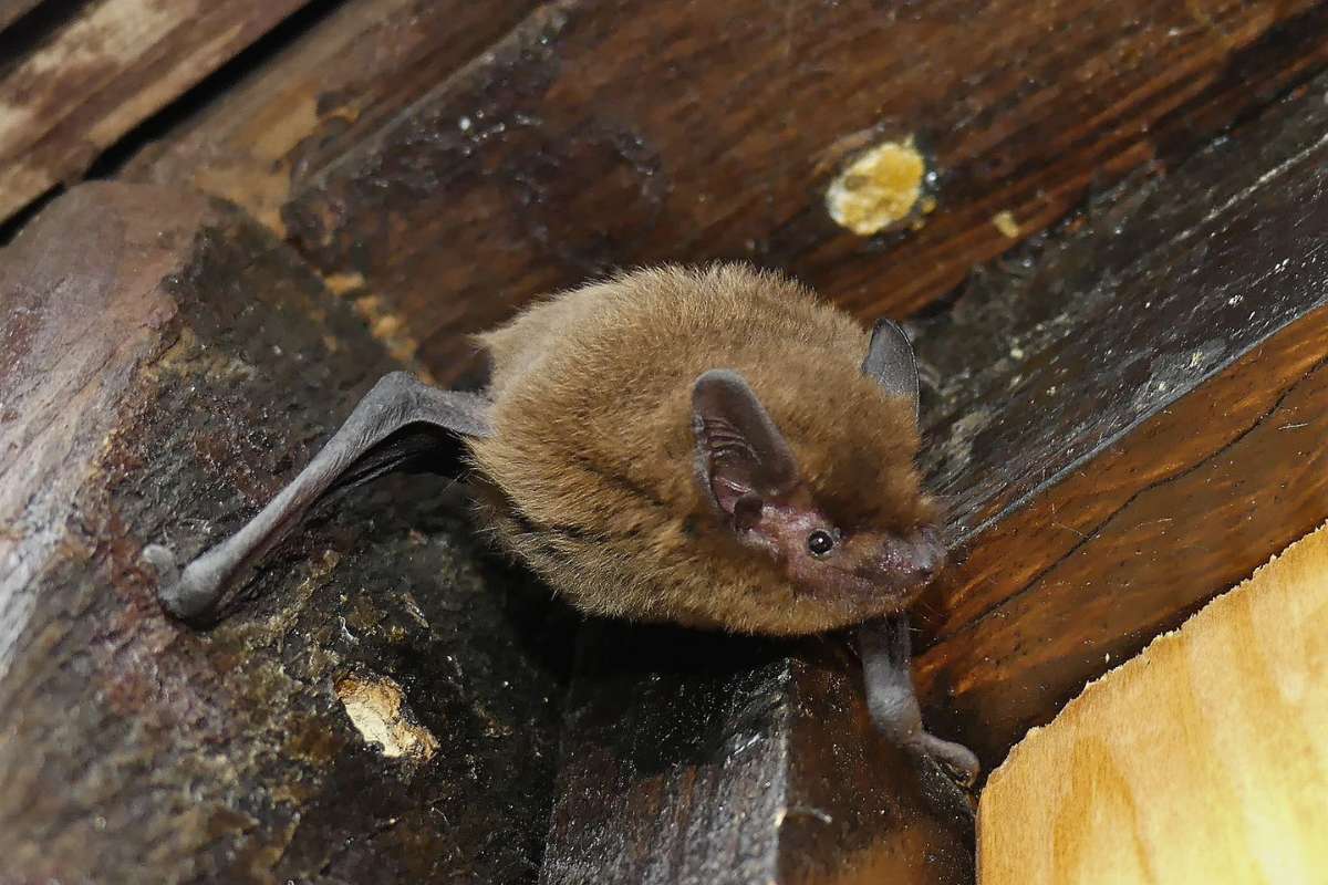 Steht in Deutschland wie alle Fledermäuse unter Schutz: Zwergfledermaus (Pipistrellus sp.), (c) Rainer Schmidt/NABU-naturgucker.de