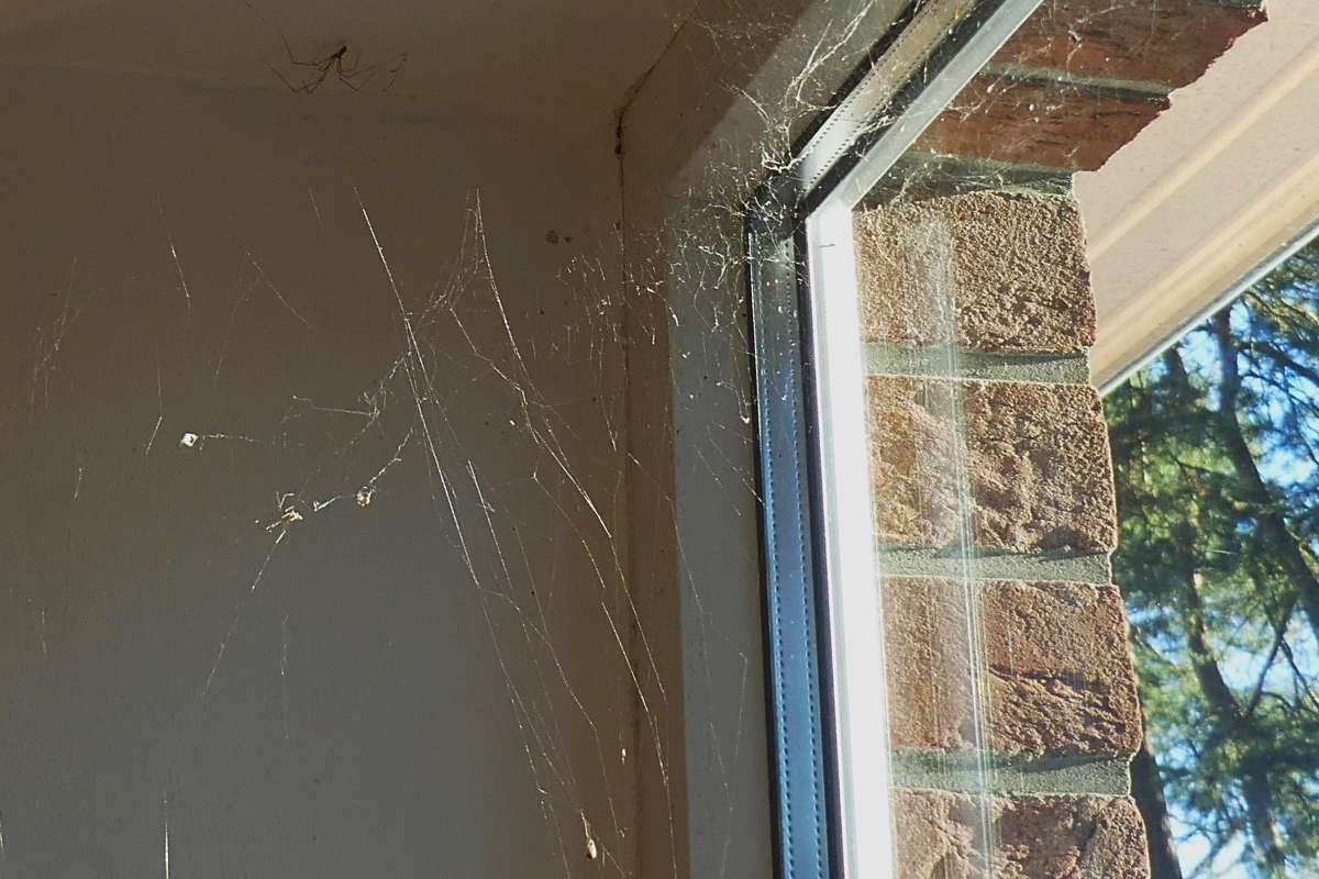 Große Zitterspinne (Pholcus phalangioides), (c) Theresa Bruckmann/NABU-naturgucker.de