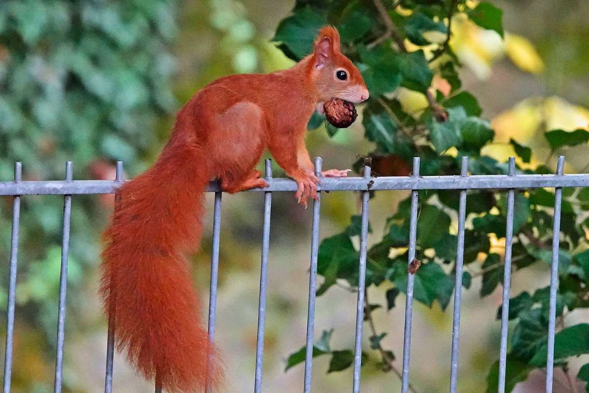 Beliebter tierischer Nachbar: Europäisches Eichhörnchen (Sciurus vulgaris), (c) Roland Tichai/NABU-naturgucker.de