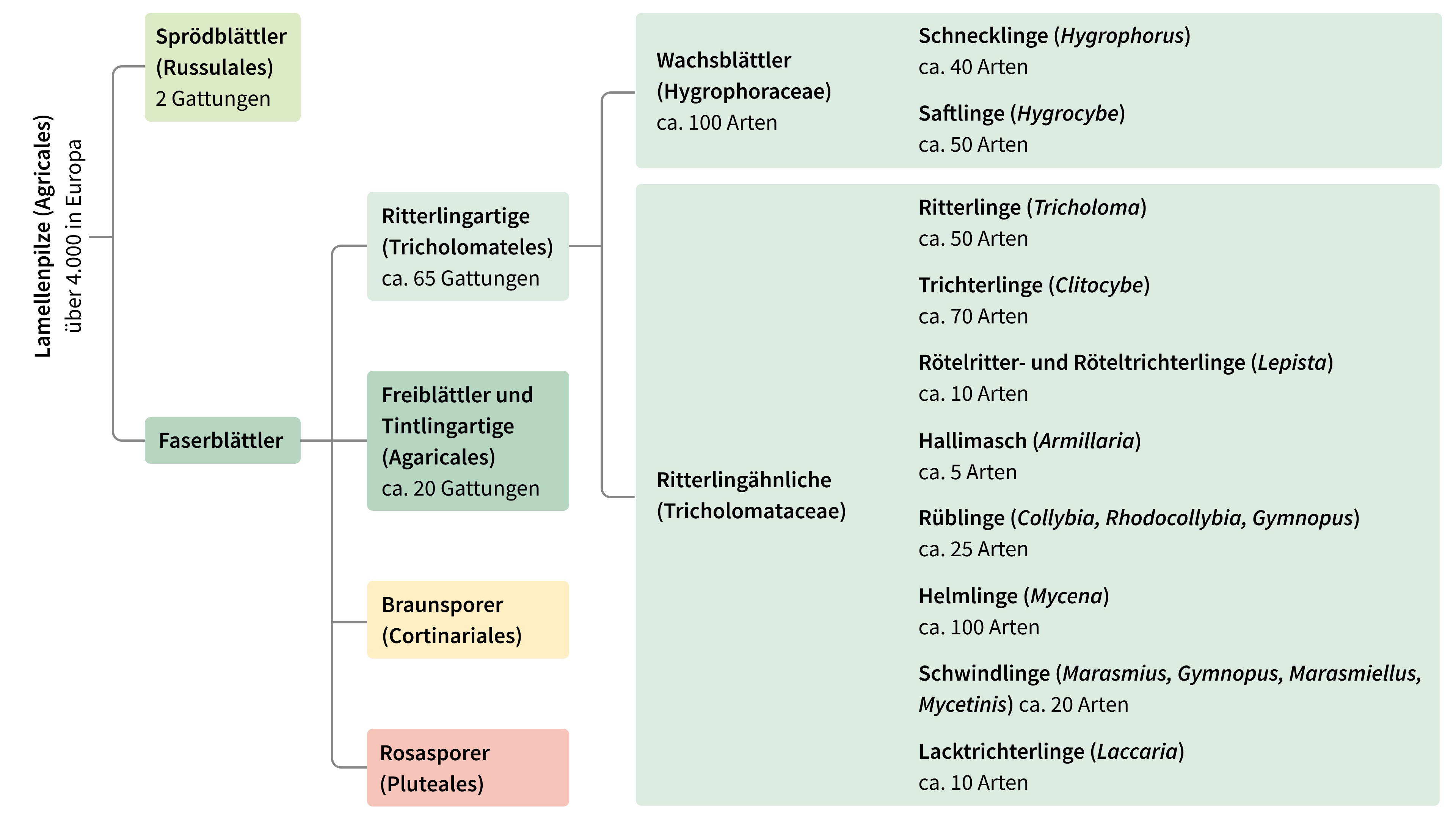 Grafik_Ritterlingartige