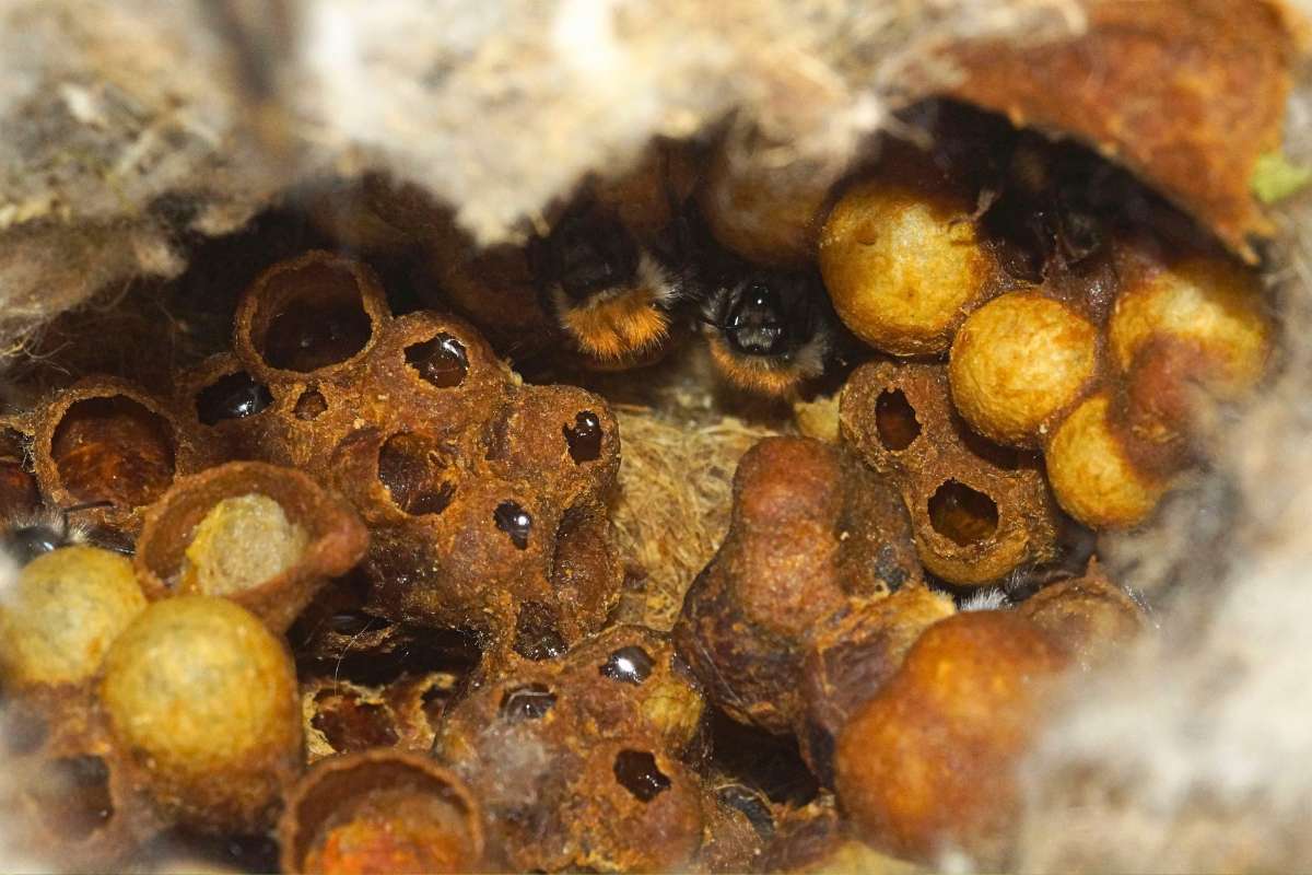 Blick in ein Nest der Ackerhummel (Bombus pascuorum), (c) Gaby Schulemann-Maier/NABU-naturgucker.de