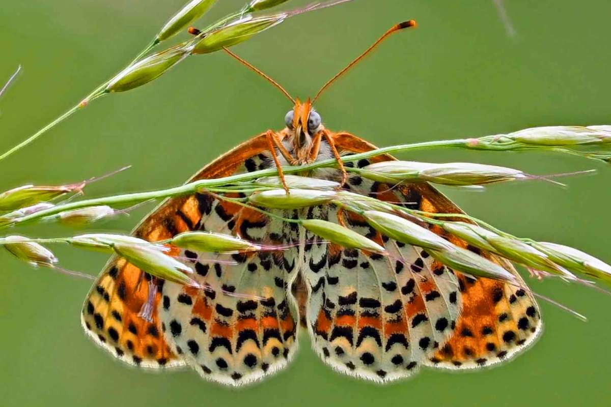 Roter Scheckenfalter (Melitaea didyma), (c) Bernhard Konzen/NABU-naturgucker.de