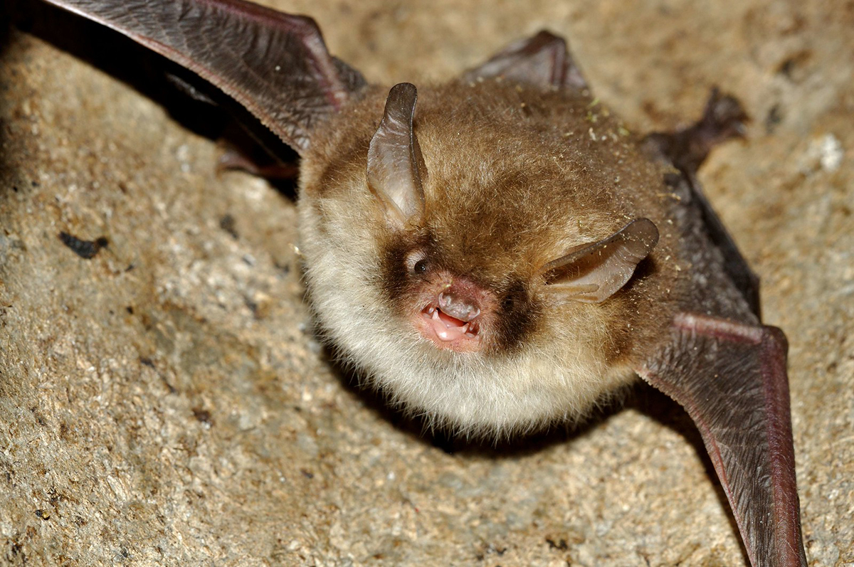 Fransenfledermaus, (c) Hans Schwarting/NABU-naturgucker.de