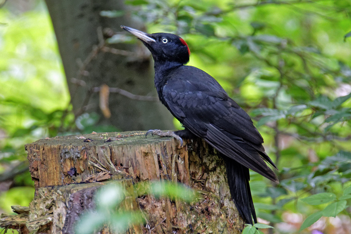 Schwarzspecht, (c) Roland Tichai/NABU-naturgucker.de