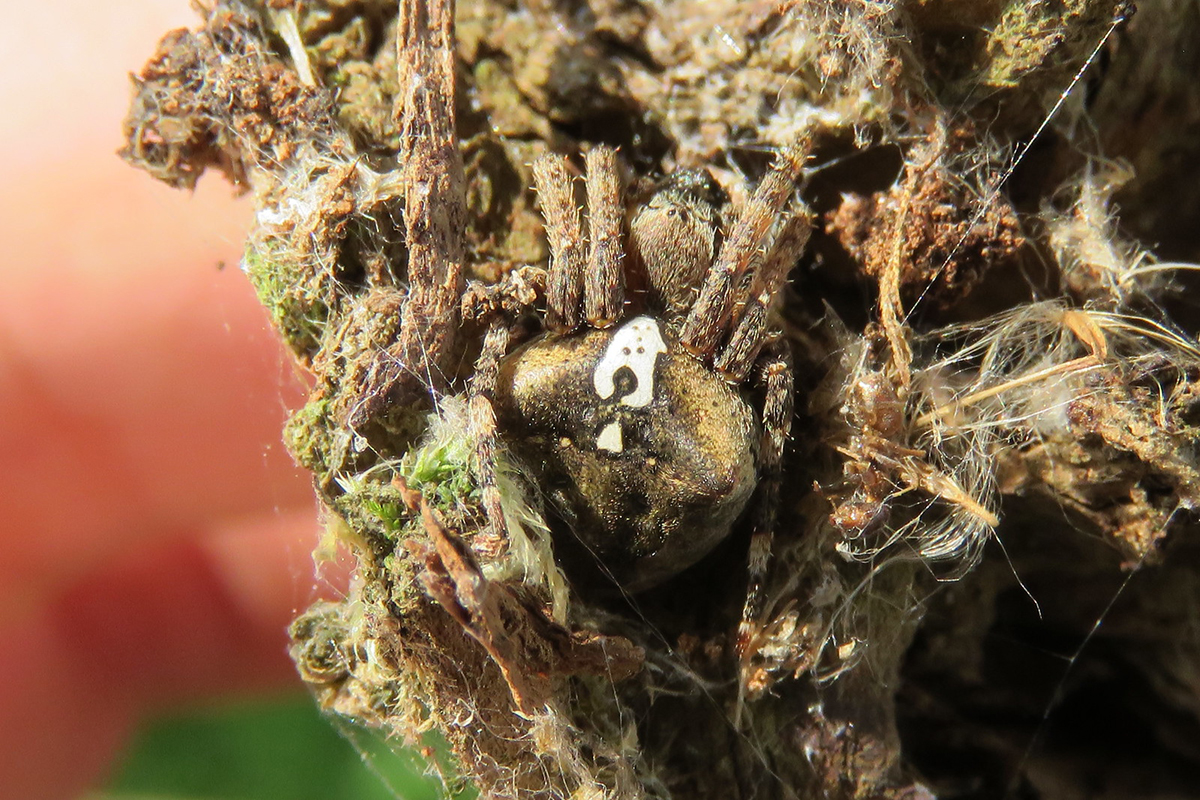 Gehörnte Kreuzspinne, (c) Katrin Schneider/NABU-naturgucker.de