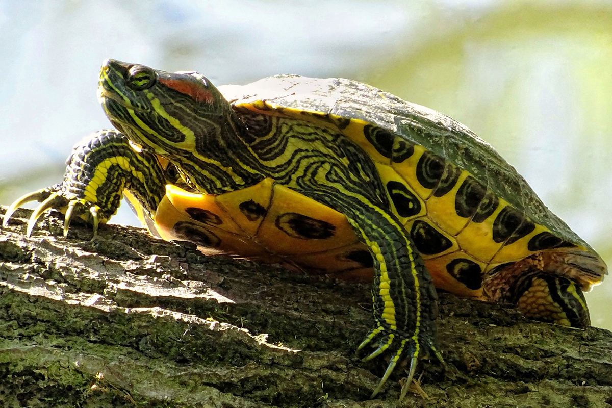 Buchstaben-Schmuckschildkröte, (c) Adriana Röttger/NABU-naturgucker.de