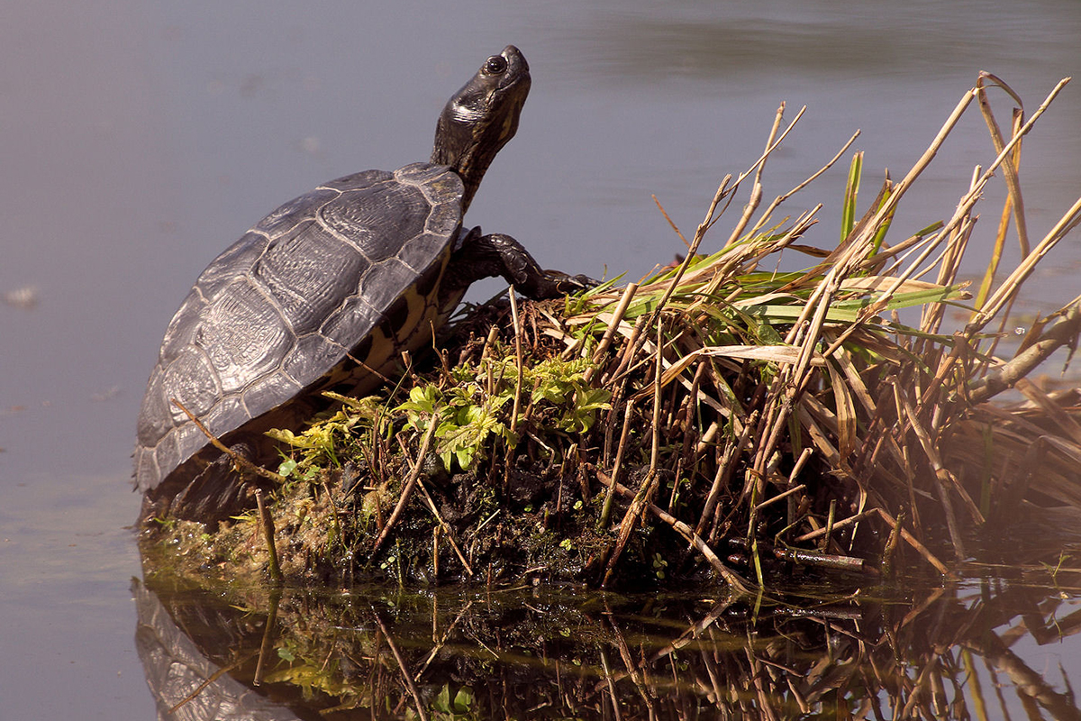 Gewöhnliche Schmuckschildkröte, (c) Frank Philip Gröhl/NABU-naturgucker.de