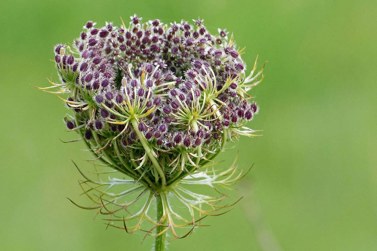 Wilde Möhre (Daucus carota), (c) Hubertus Schwarzentraub/NABU-naturgucker.de