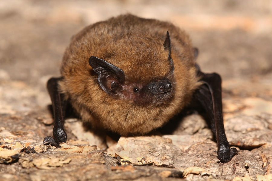 Gewöhnliche Zwergfledermaus, in Deutschland ungefährdet, (c) Eric Fischer/NABU-naturgucker.de