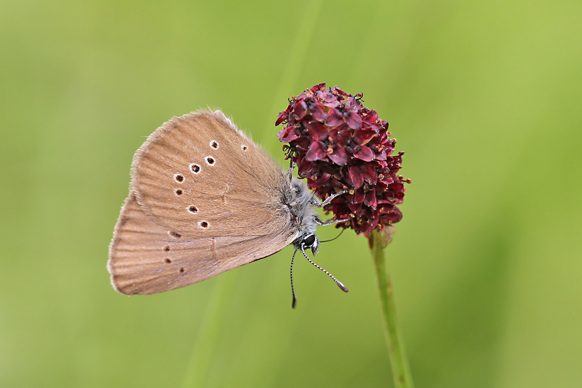 Dunkler Wiesenknopf-Ameisenbläuling: gefährdet, Schmetterling des Jahres 2026, (c) Peter Weiser/NABU-naturgucker.de