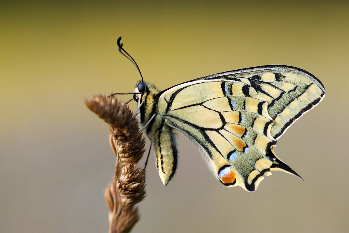 Schwalbenschwanz: beliebt, bekannt und ungefährdet, (c) Norbert Grote/NABU-naturgucker.de