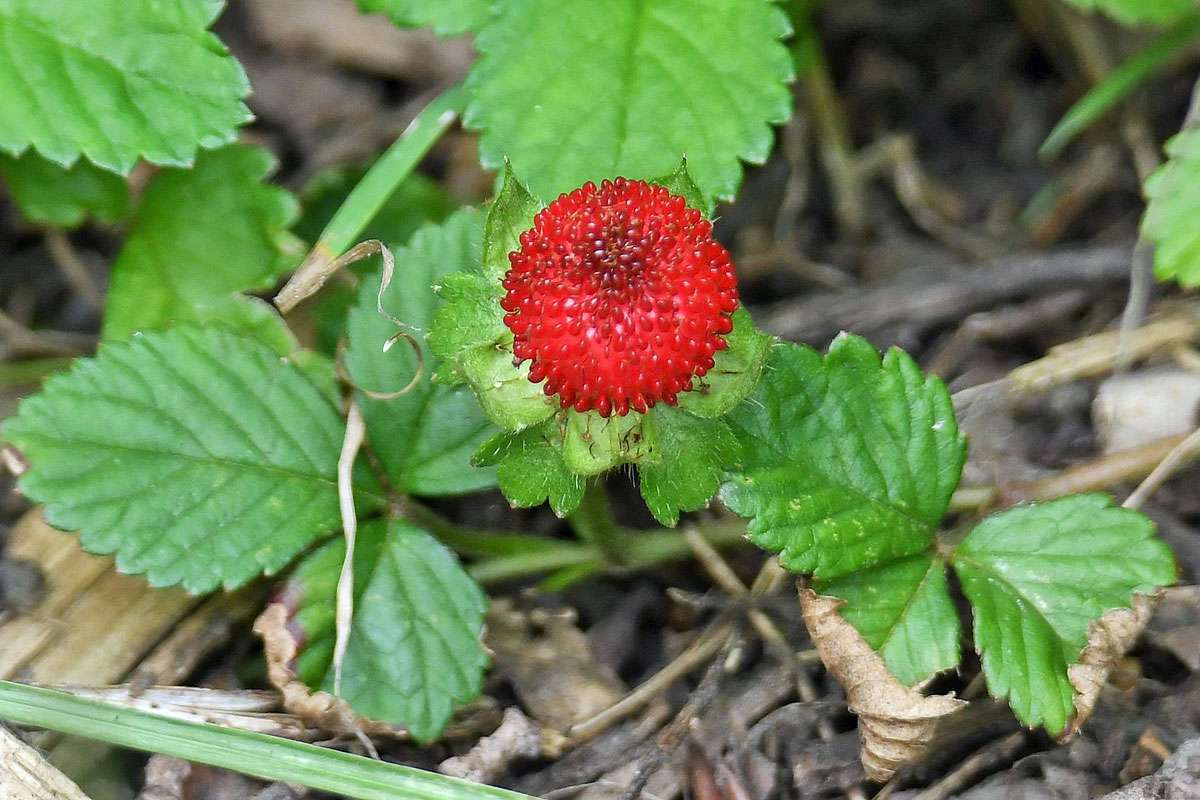 Ein Neophyt: Scheinerdbeer-Fingerkraut (Potentilla indica), (c) Rolf Jantz/NABU-naturgucker.de