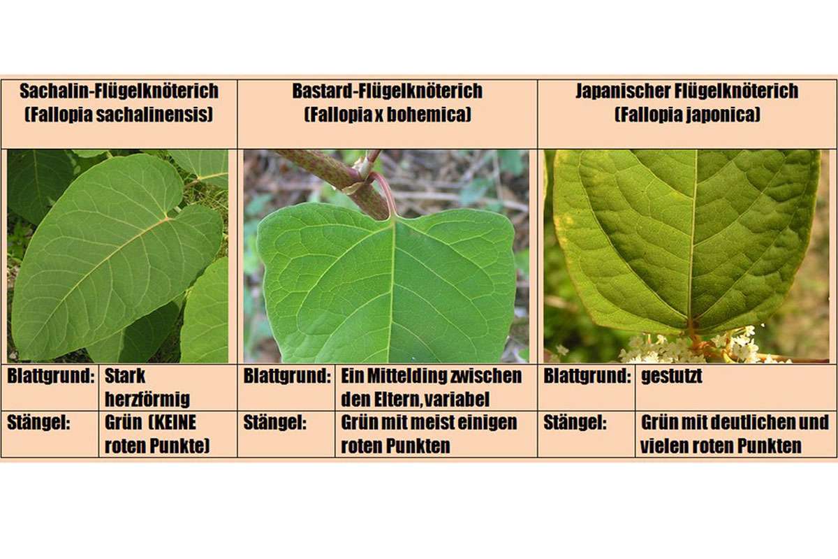 Die drei Staudenknöterich-Arten (Fallopia) im Vergleich, (c) Wolfgang Katz/NABU-naturgucker.de