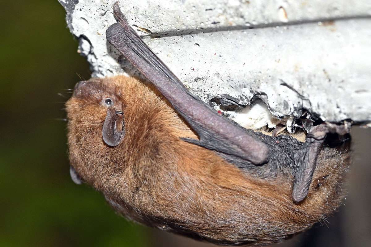 Gewöhnliche Zwergfledermaus (Pipistrellus pipistrellus), (c) Hans Schwarting/NABU-naturgucker.de