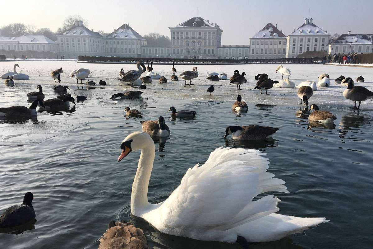 Wasservögel am Schloss Nymphenburg, (c) Michael Siebert/Pixabay