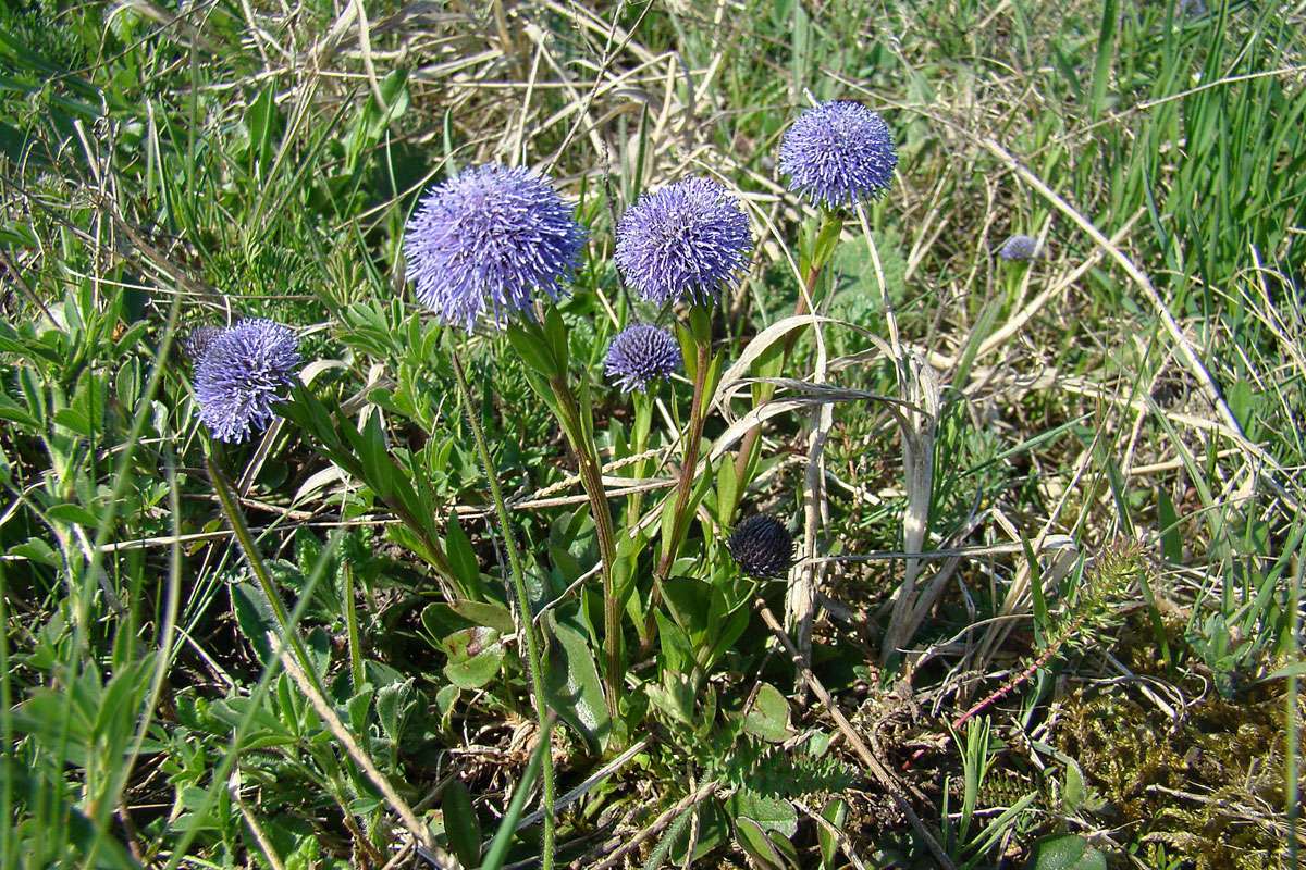 Gewöhnliche Kugelblume (Globularia punctata) in der Garchinger Heide, (c) Rainer Ziebarth/NABU-naturgucker.de