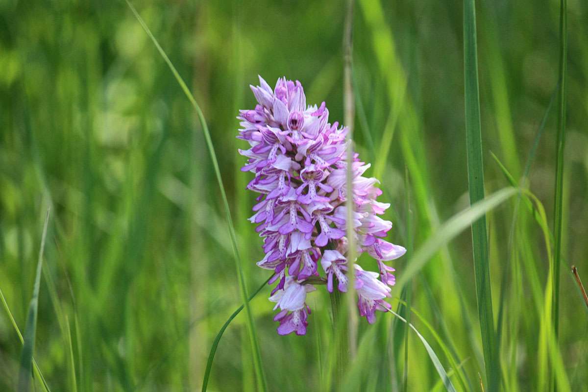 Helm-Knabenkraut (Orchis militaris) in der Fröttmaninger Heide, (c) Kurt Knoblauch/NABU-naturgucker.de