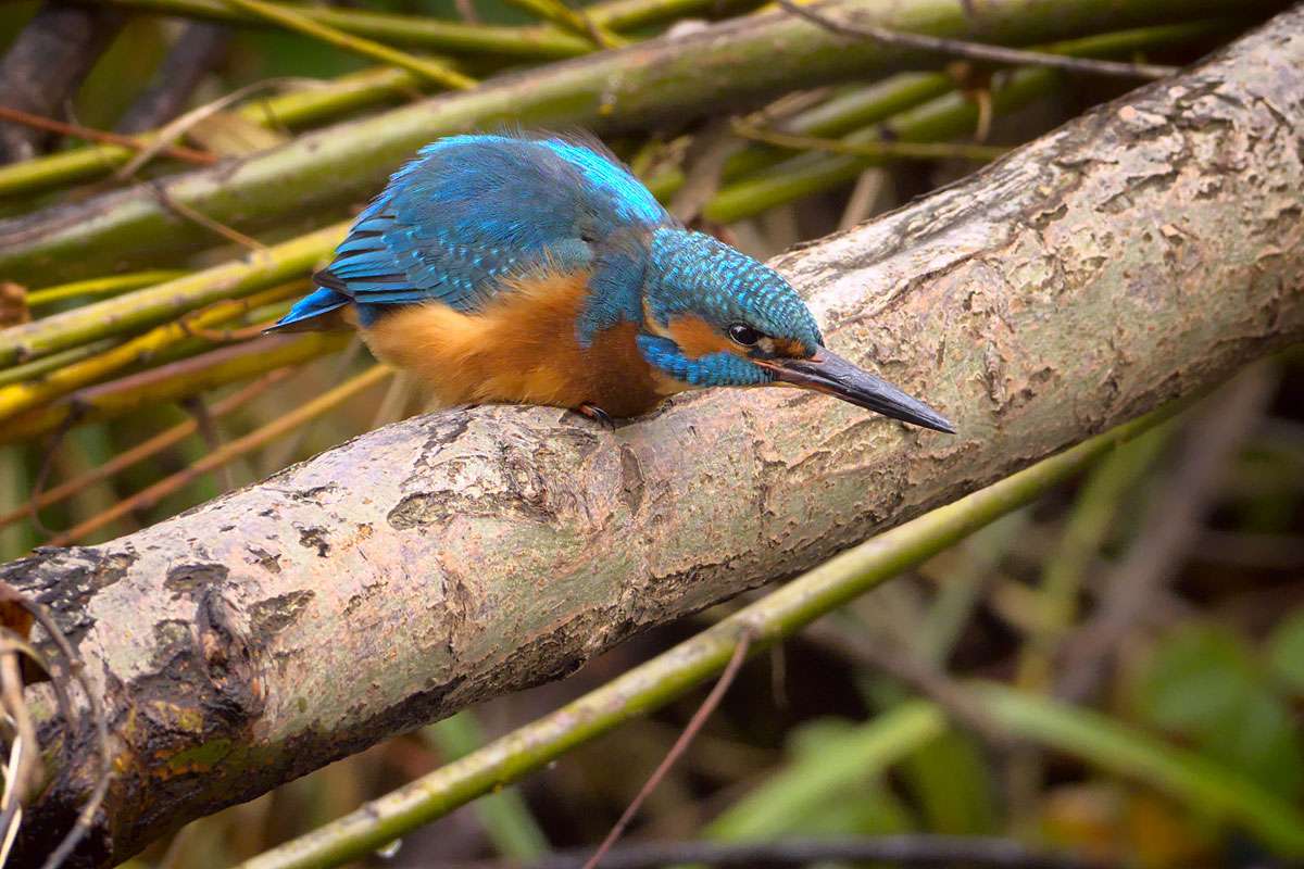 Bunter Freiburger: der Eisvogel, (c) Ulrich vor dem Esche/NABU-naturgucker.de