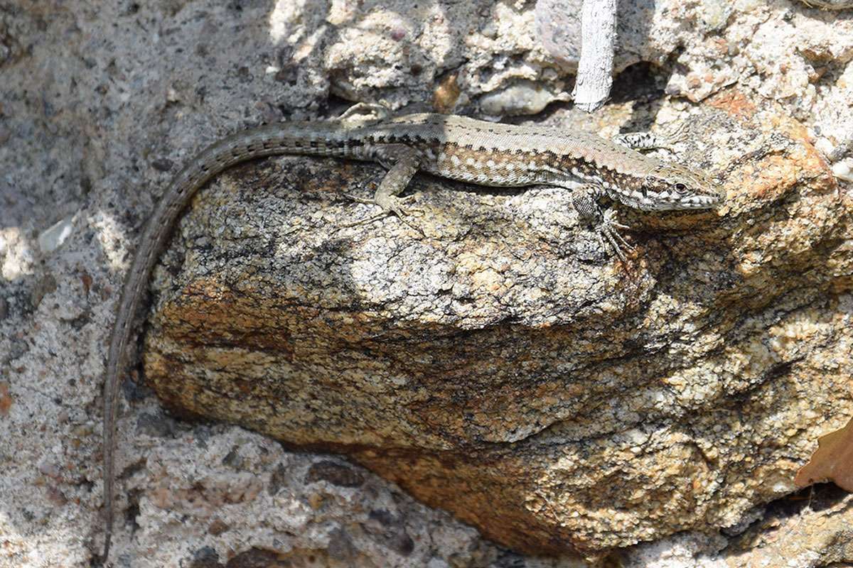 Wichtige Schirmart: Gewöhnliche Mauereidechse (Podarcis muralis), (c) Ina Siebert/NABU-naturgucker.de