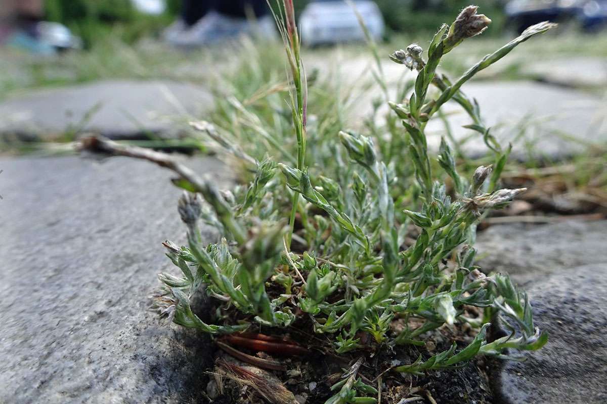 Acker-Filzkraut in Pflasterritzen, (c) Lutz Rothmann/NABU-naturgucker.de