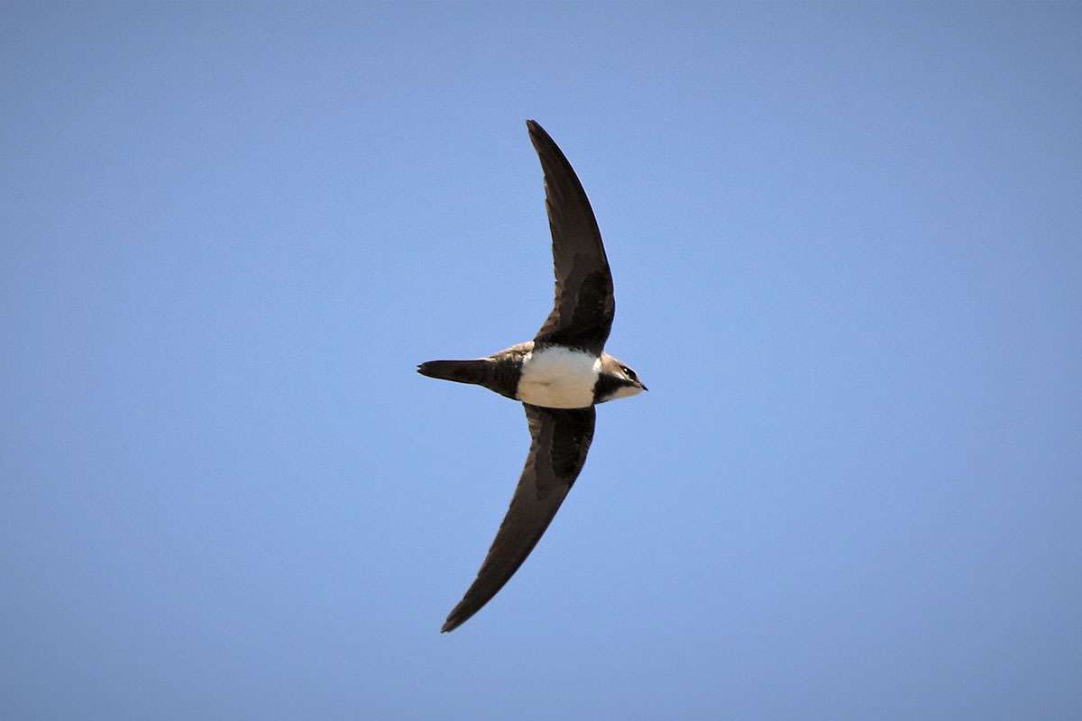 Alpensegler (Tachymarptis melba) gehören in Freiburg zu den Gebäudebrütern, (c) Hartmut Mai/NABU-naturgucker.de