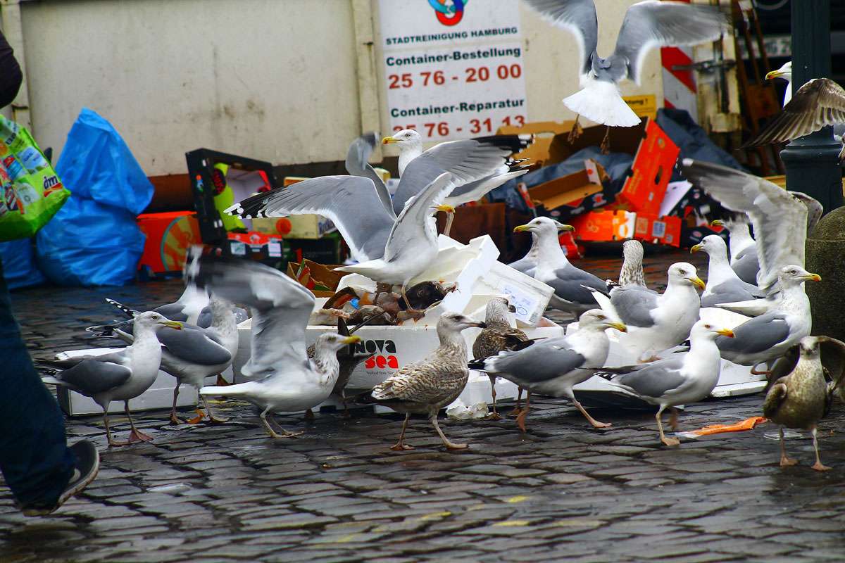 Kulturfolger: Möwen auf dem Hamburger Fischmarkt, (c) Martina Möllenkamp/NABU-naturgucker.de