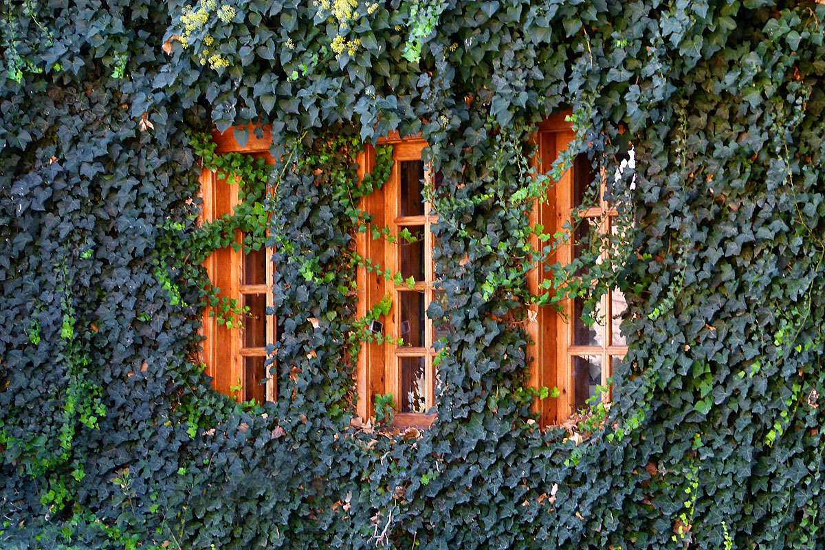 Mit Gewöhnlichem Efeu (Hedera helix) begrünte Fassade, (c) Brigitte Werner/Pixabay