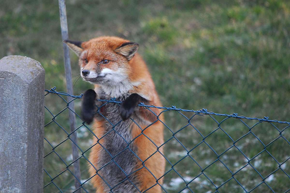 Zäune halten Stadt-Füchse (Vulpes vulpes) nicht unbedingt auf, (c) Harald Bott/NABU-naturgucker.de