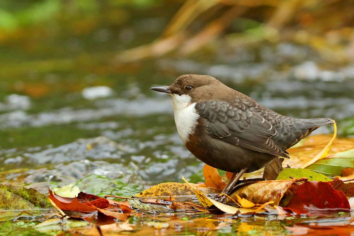 Wasseramsel (Cinclus cinclus), (c) Jürgen Podgorski/NABU-naturgucker.de
