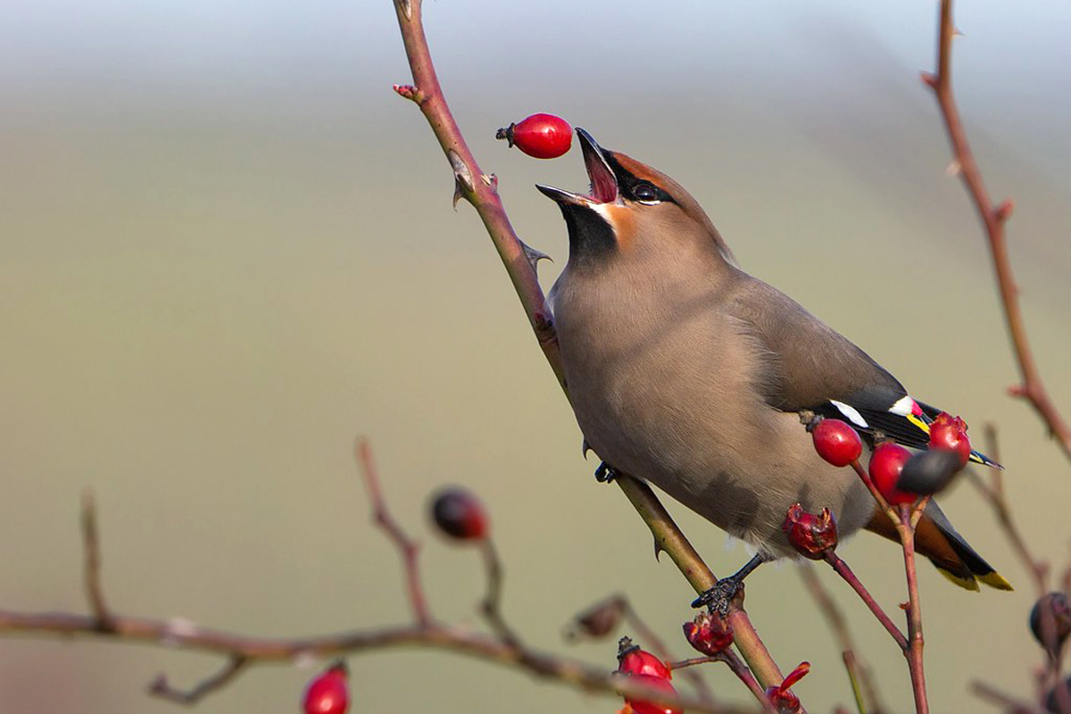 Seidenschwanz, (c) Markus Gläßel/NABU-naturgucker.de