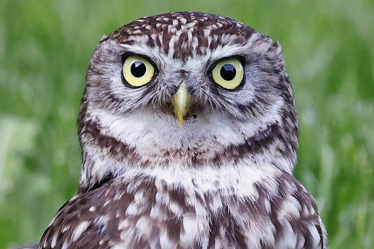 Unser Vogel der Weisheit: Steinkauz (Athene noctua), (c) Ulrich Köller/NABU-naturgucker.de