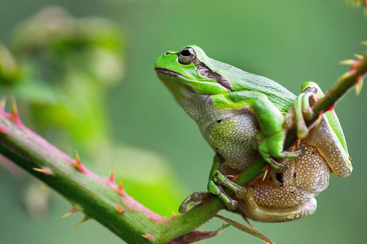 Europäischer Laubfrosch, (c) Winfried Rusch/NABU-naturgucker.de