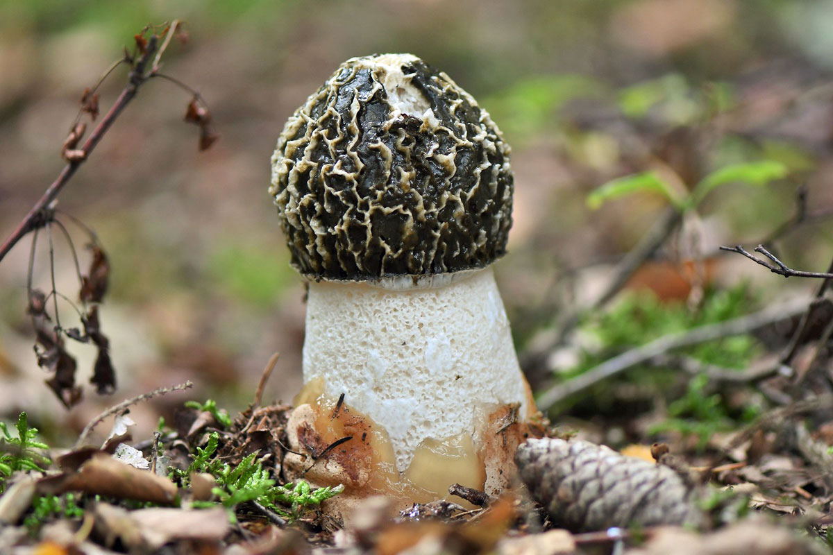 Gemeine Stinkmorchel (Phallus impudicus), (c) Rolf Jantz/NABU-naturgucker.de