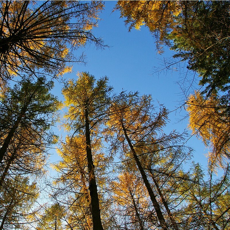 Öffnen 2. Vom Bergwald zu den Hochstaudenfluren