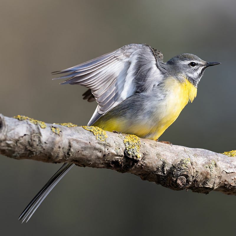 Öffnen 2. Lebewesen der Fließgewässer