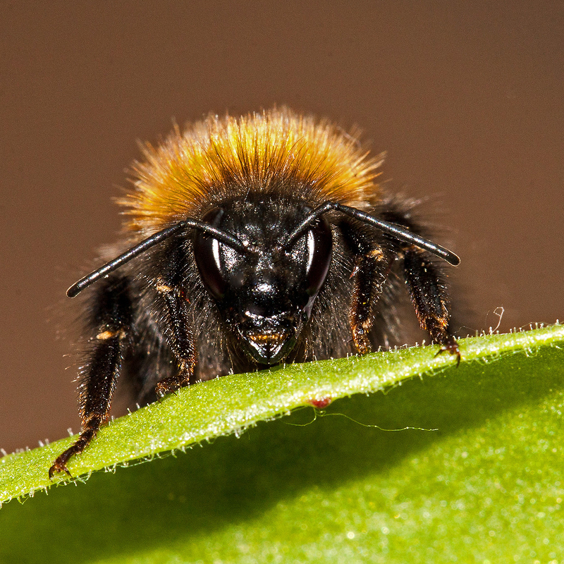 Öffnen 1. Wildbienen, die wilden Schwestern der Honigbiene