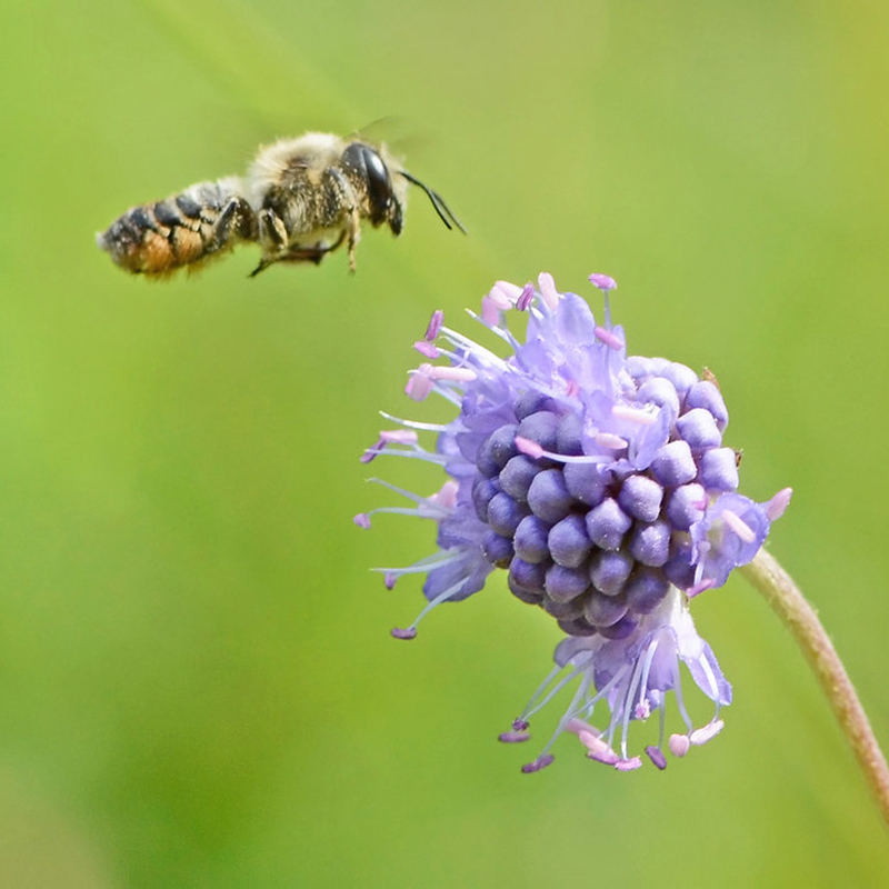 Öffnen 2. Wie leben Wildbienen?